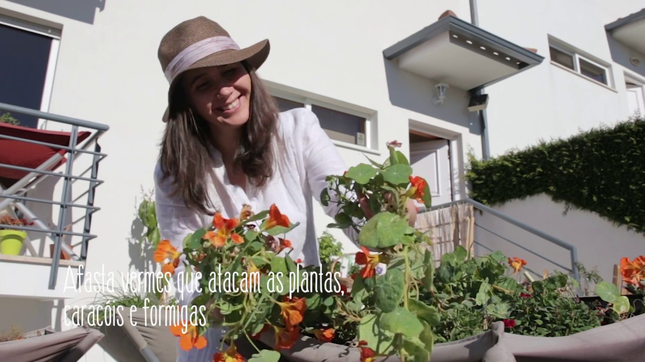 Plantas Amigas da Horta