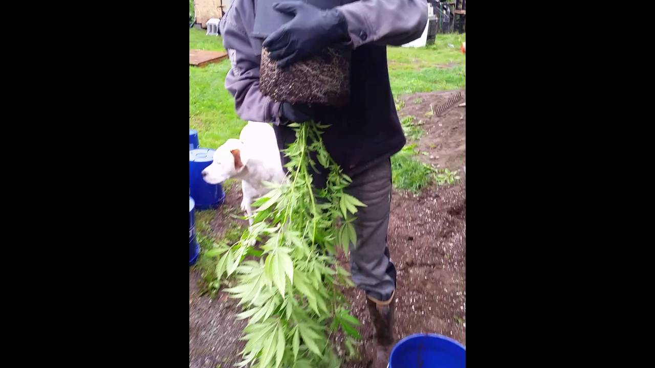How to transplant cannabis for flowering.