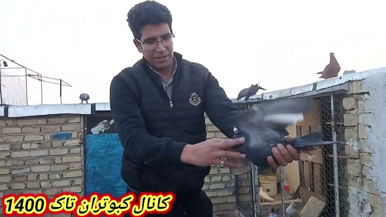 کبوتر بازی #غریب گیری #امروز دوتا کبوتر غریب گرفتم .وکبوتری که باخت رفته بود برگشته 🕺🕺