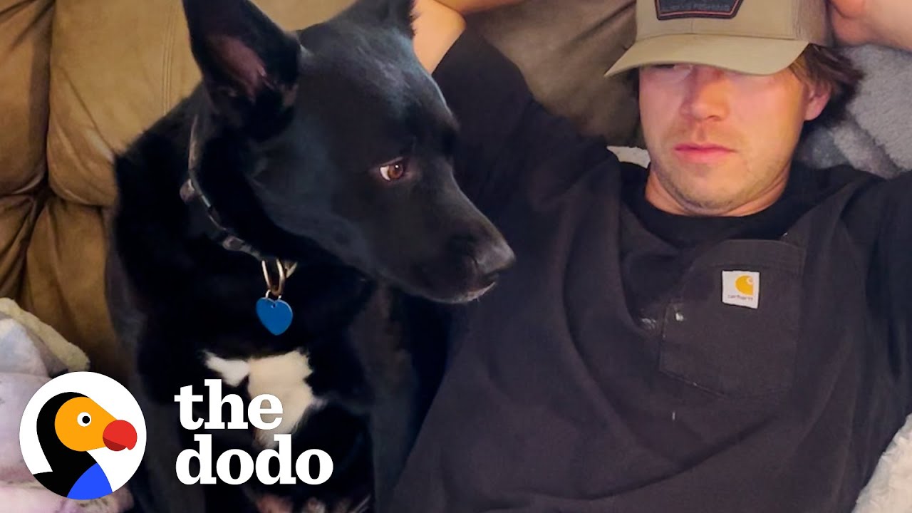 Женщина приводит домой собаку, надеясь, что её семья с ней поладит | The Dodo