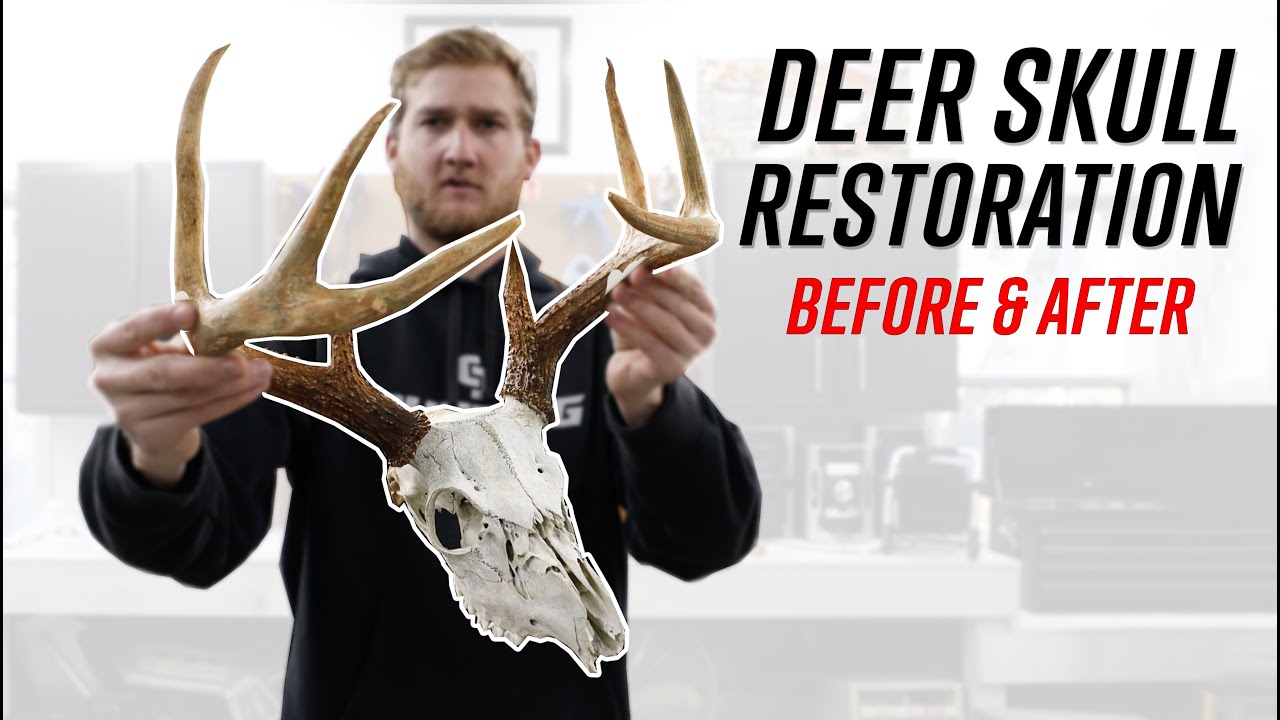 RESTORING an old DEER SKULL - CRAZY BEFORE & AFTER!