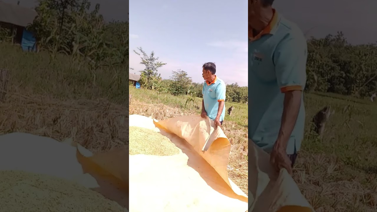 PROSESI JEMUR PADI #petani #petanimuda #pertanian #petaniindonesia #pet