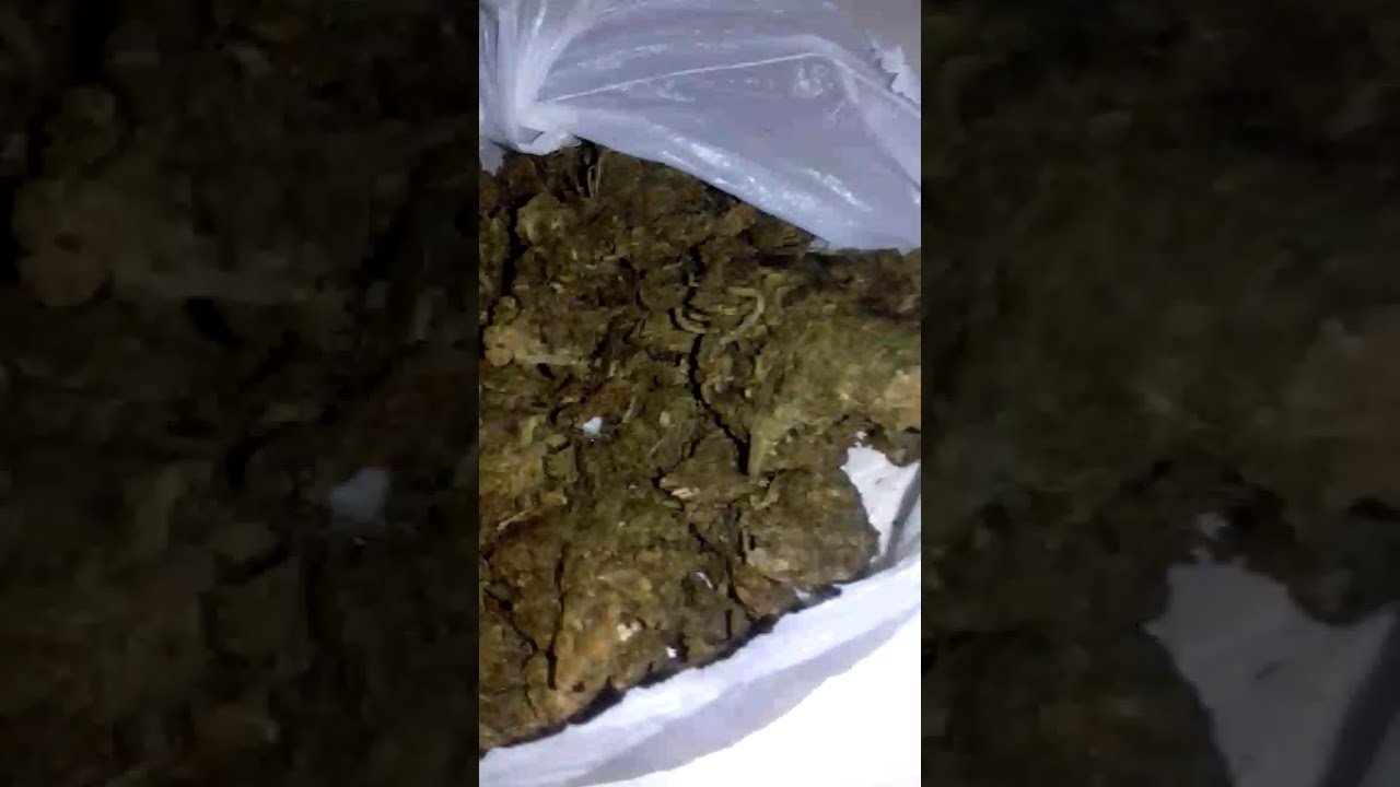 SKUNK COLOMBIA GOLD