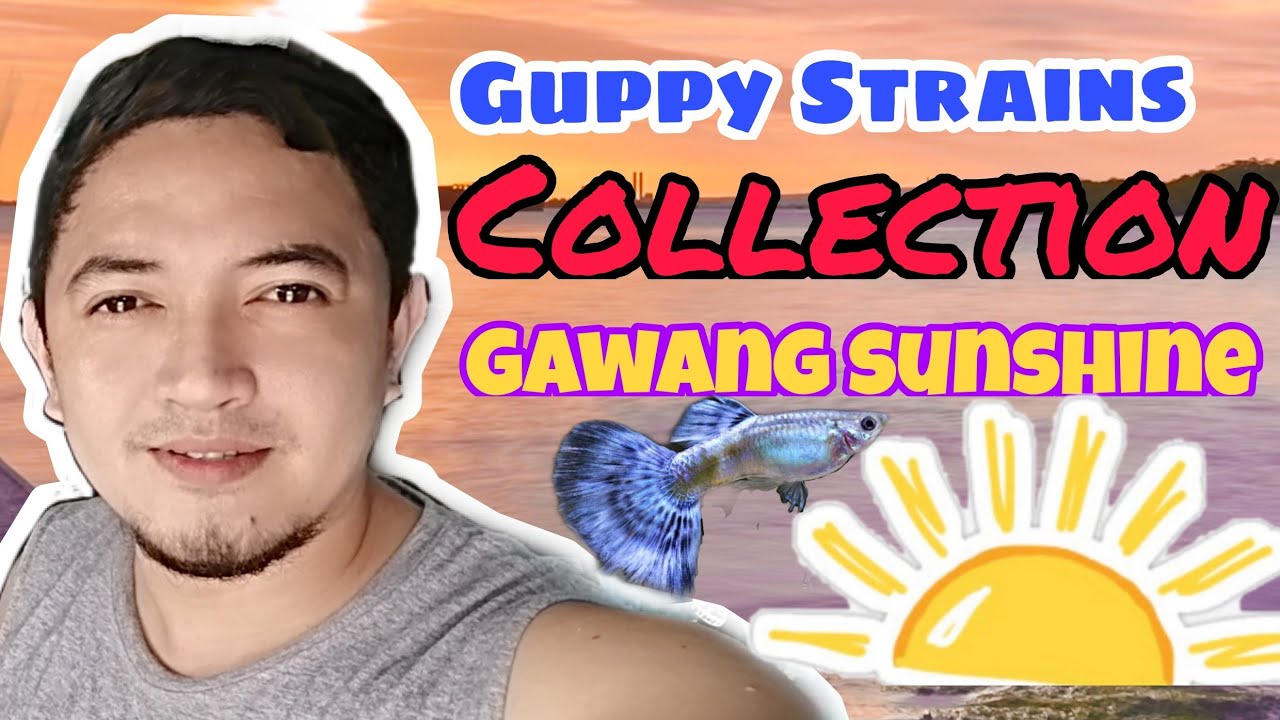 DIFFERENT GUPPY STRAINS / GAWANG SUNSHINE STYLE