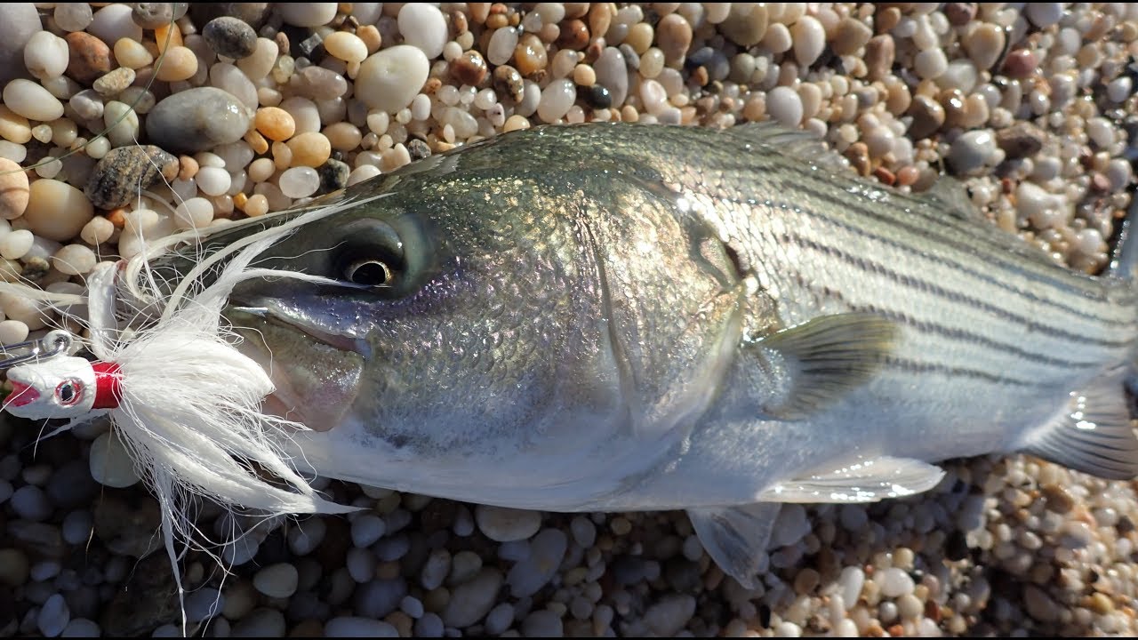 Intense Striper Fishing Beach Action
