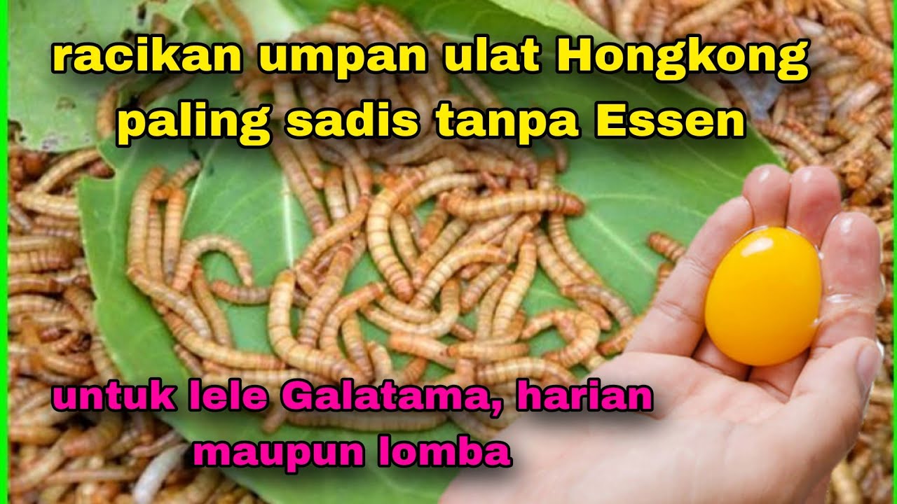 UMPAN jitu lele Galatama bahan dasar ulat Hongkong paling ampuh #131