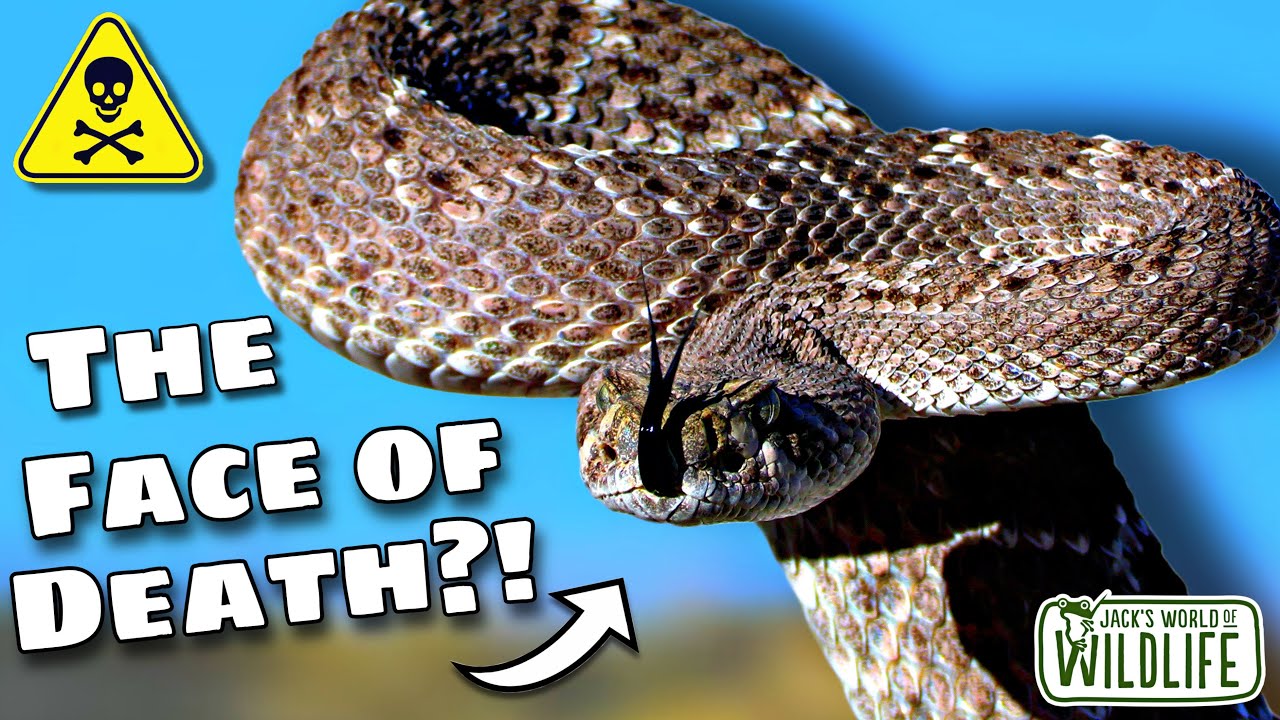 How DEADLY Is The BITE Of The WESTERN DIAMONDBACK RATTLESNAKE? 