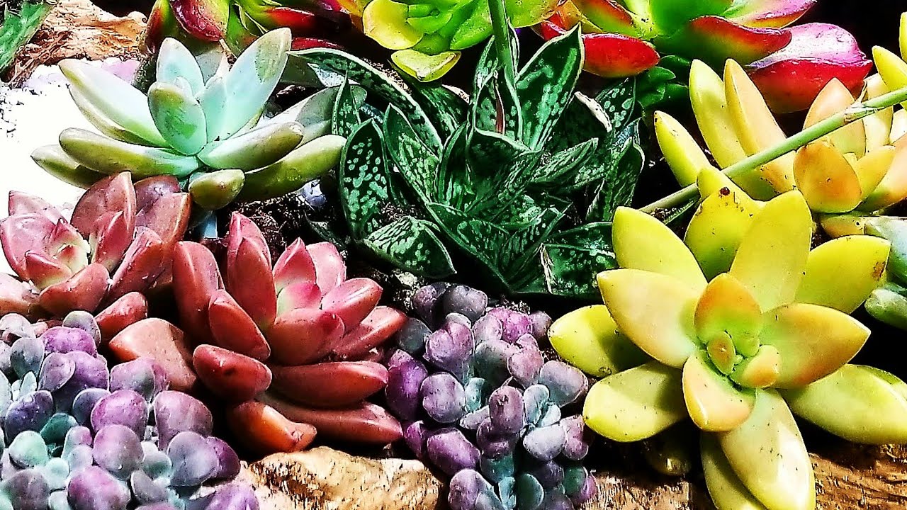 Colorful Succulent Driftwood Planter! Succulent Rainbow!