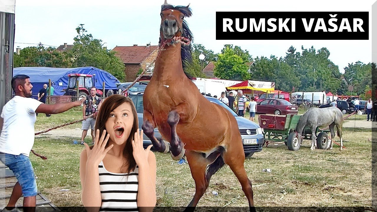 Vašar u Rumi   konji