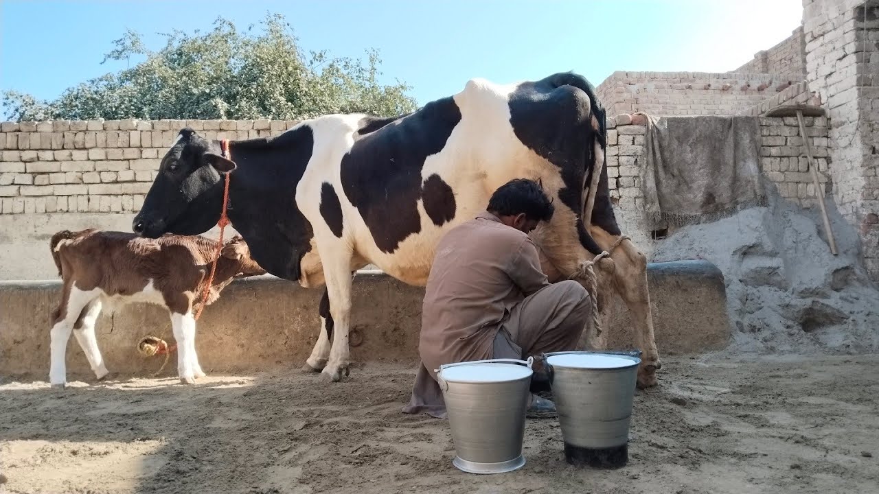  Cholistani Jersey Friesian Sahiwal cross Cow (03024029695)31 January 2026