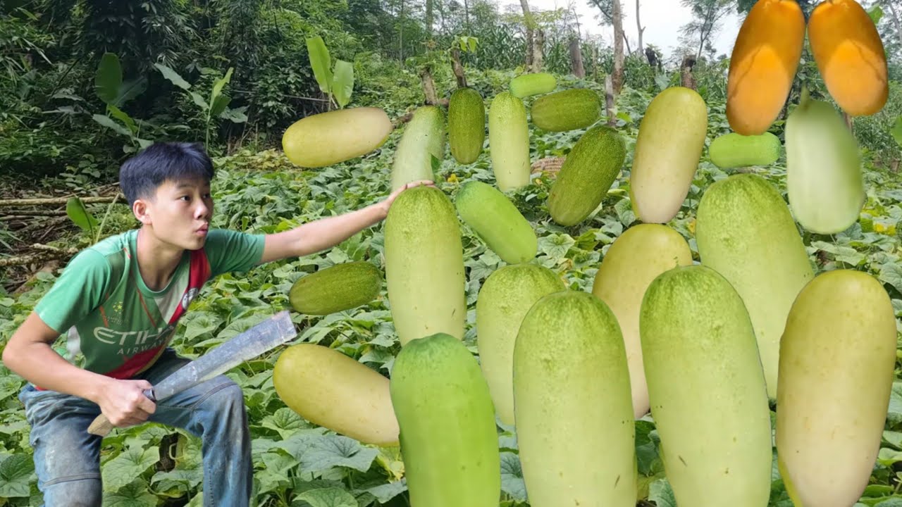 The poor boy went up the mountain to harvest melons to sell and earn income to make ends meet.