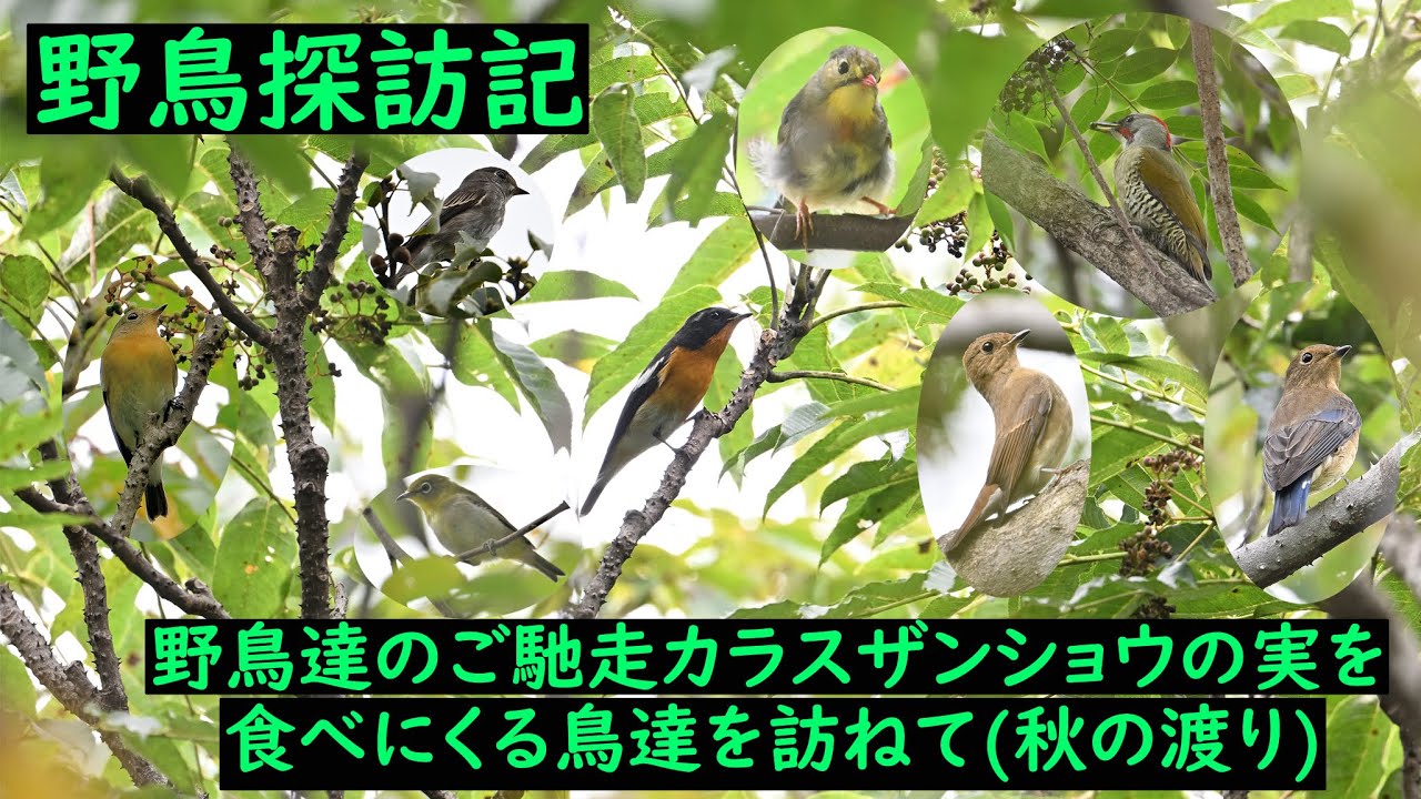 野鳥探訪記 お山にカラスザンショウの実を食べにくる野鳥達を訪ねて