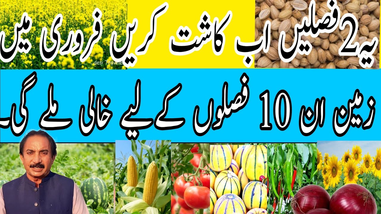 یہ2فصلیں اب کاشت کریں فروری میں زمین ان 10 فصلوں کےلیے خالی ملے گی۔