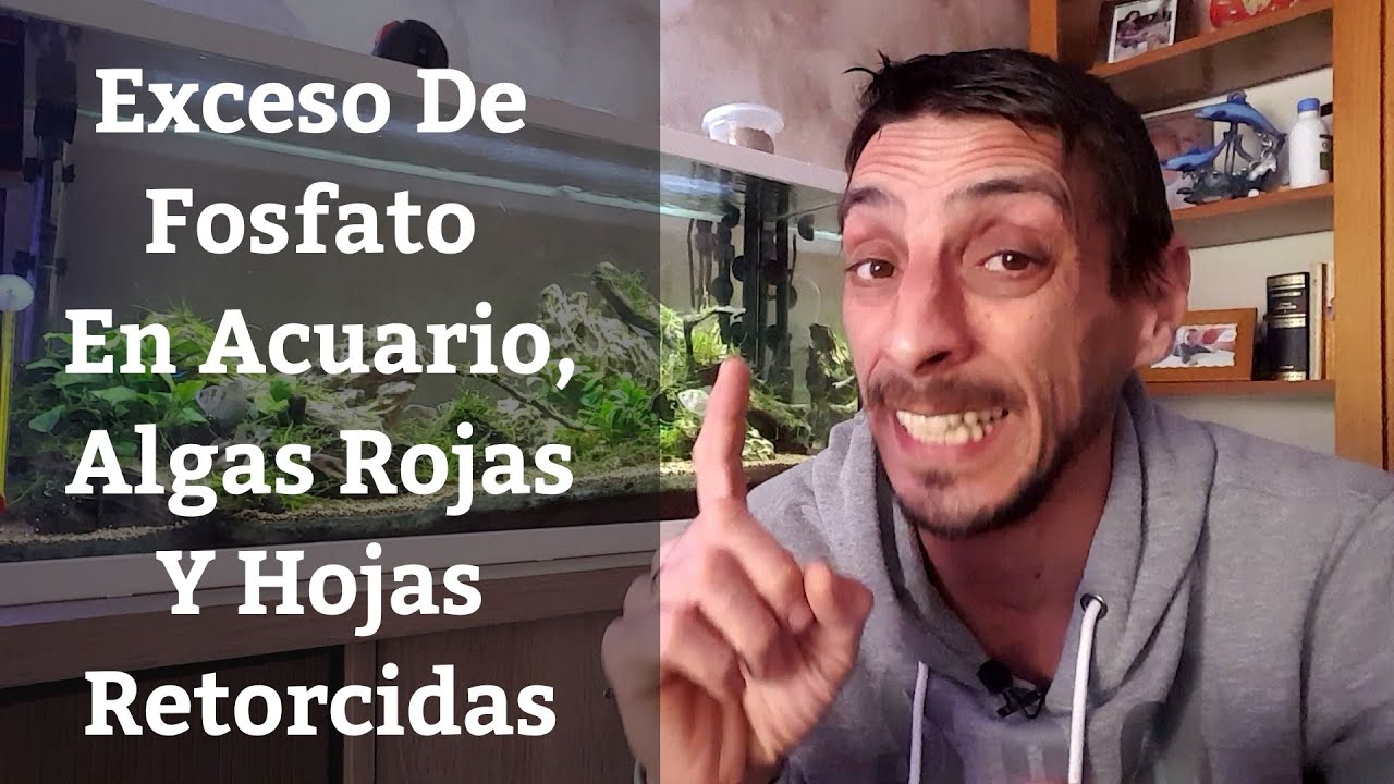 🔵 Exceso De Fosfatos En Acuario,Algas De Pelo Y Plantas Con Hojas torcidas Y Amarillas (Acuarios MB)