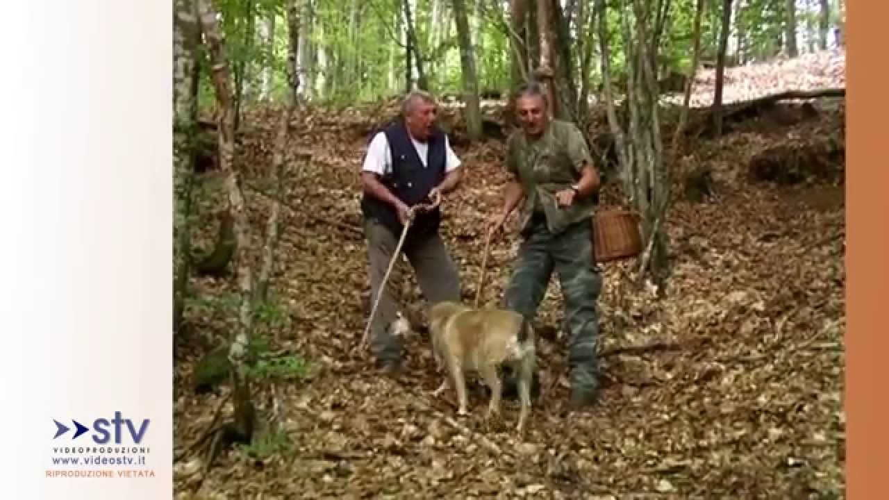i porcini della Val di Taro