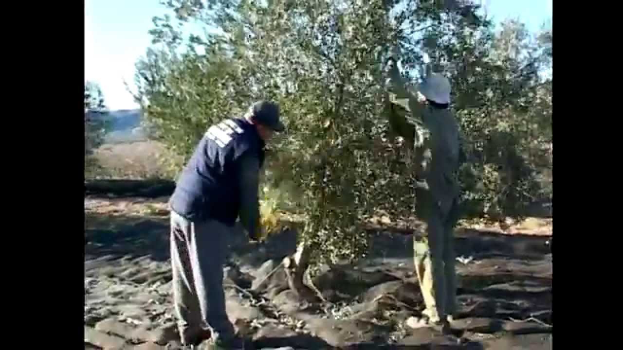 Aceite de oliva virgen extra, elaboración en la Almazara San Cristóbal de Cañada