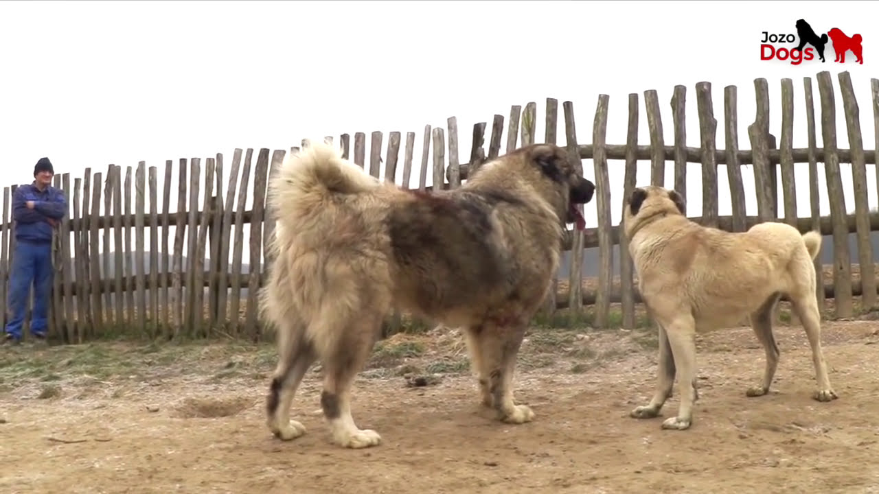 Incredible size for a dog   103,7 kg   /He has 93 cm shoulder height.