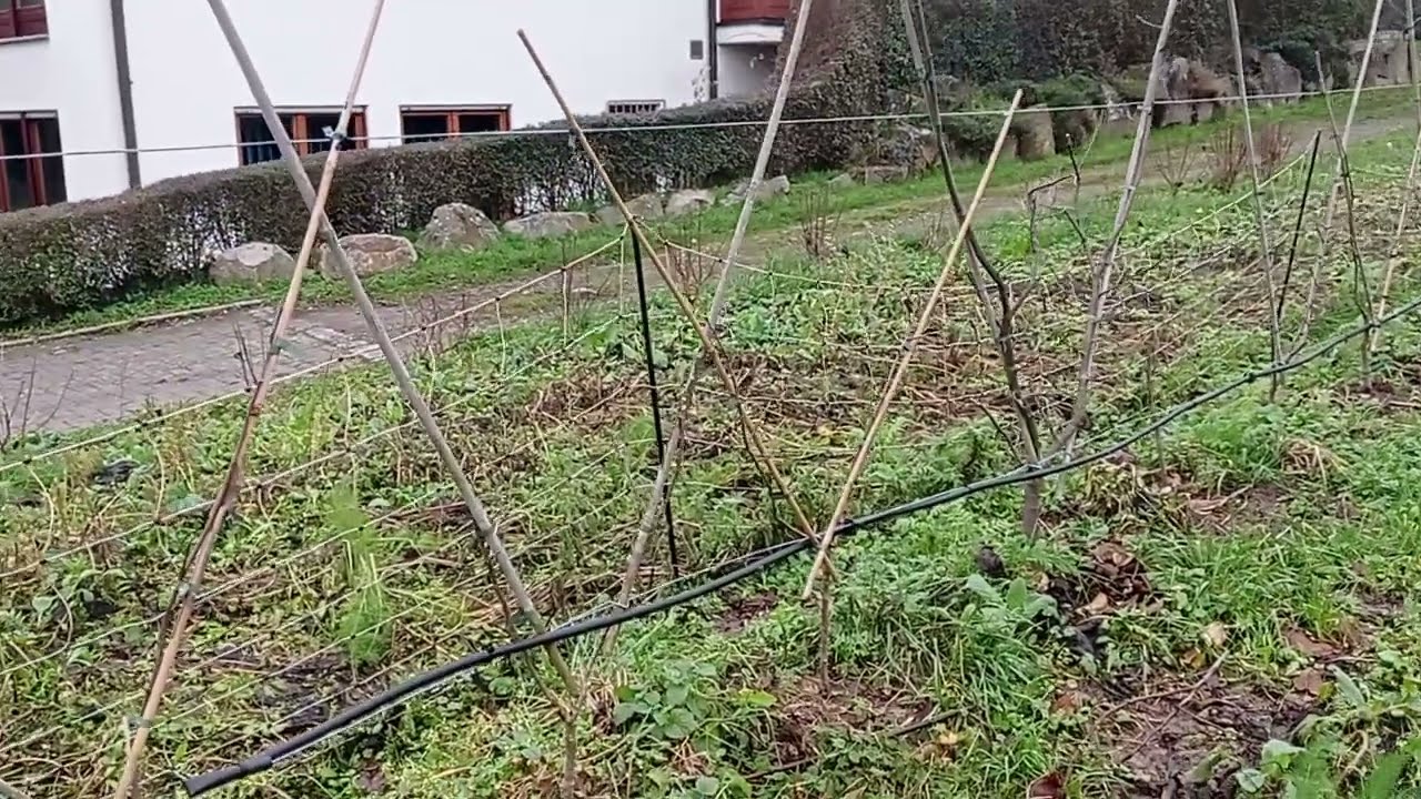 Obstgarten Update Januar 2023