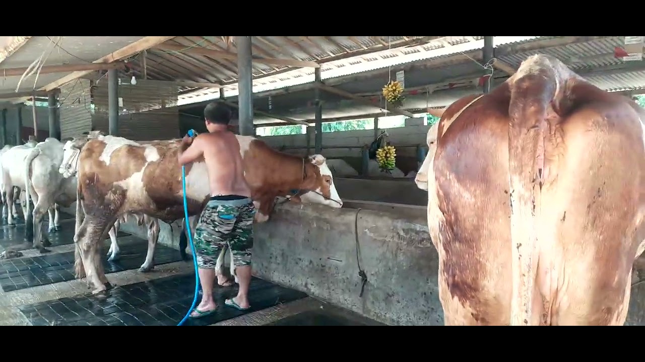 Abk. Sakit gigi. Bose terjun langsung.  