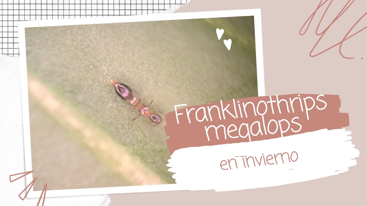Franklinothrips megalops aguanta el invierno