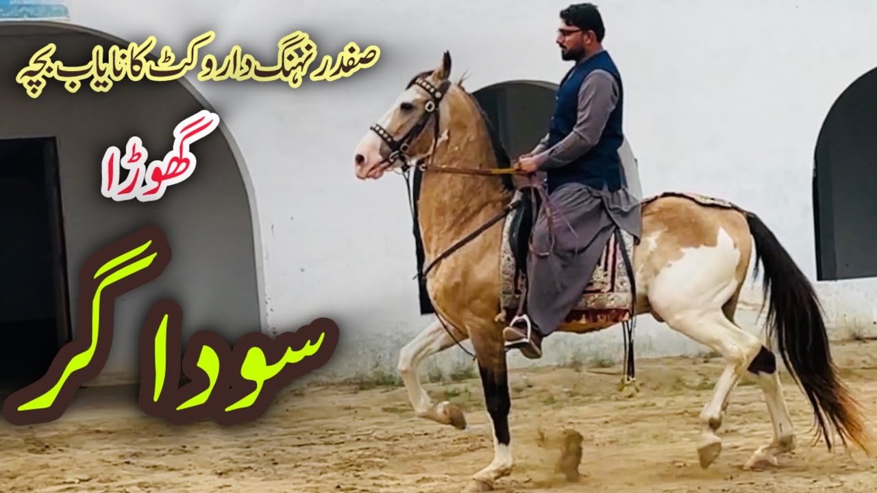 Best Desi Stallion || Ghora Sodagar #horse