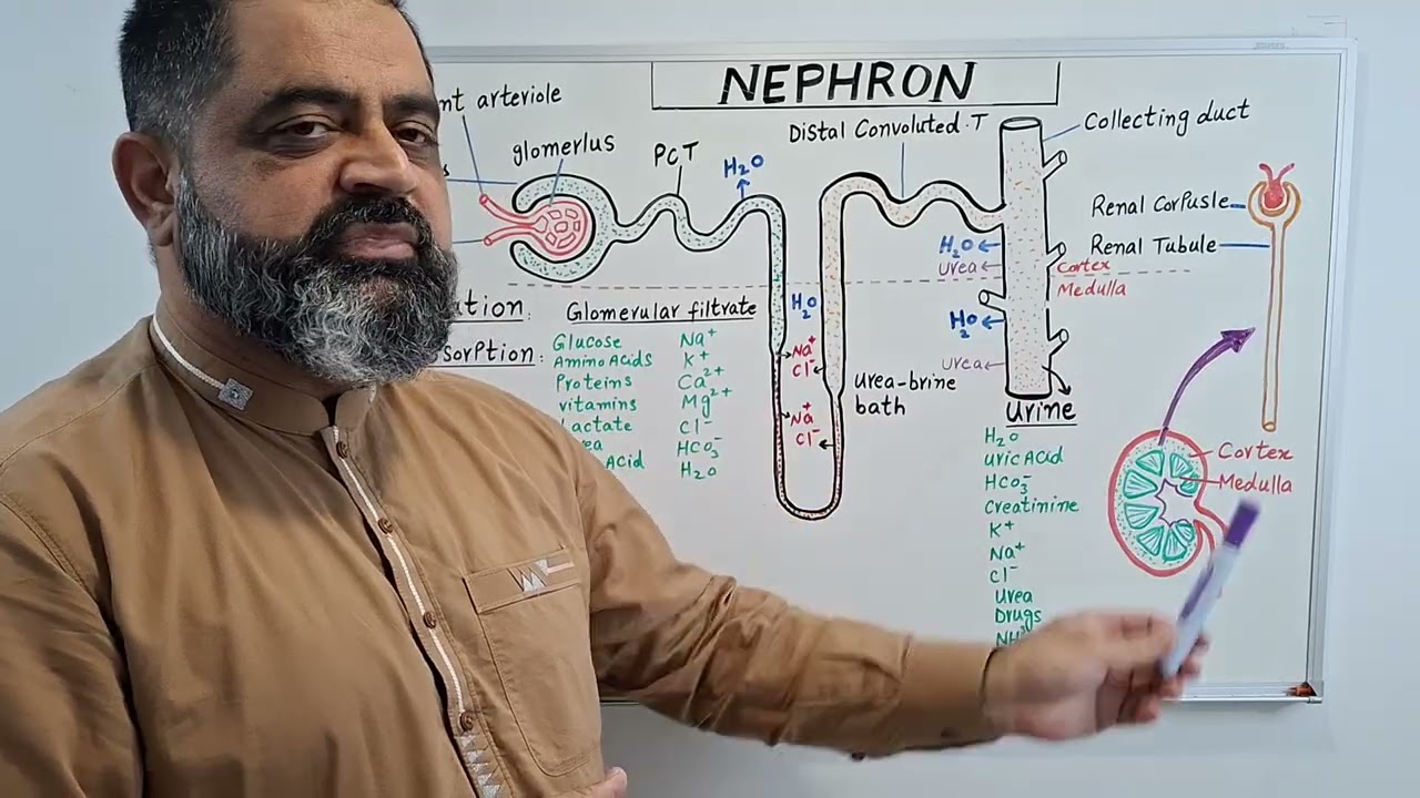 Function of Nephron Urdu/Hindi medium @Prof. Masood Fuzail #Nephron #urine #glomerularfiltrate