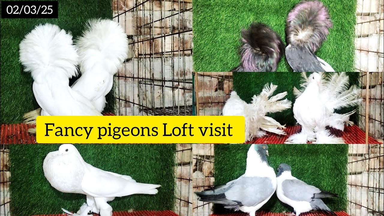 ফেন্সি কবুতর ফার্ম ভিজিট।। Fancy Pigeons Loft visit Kakdip @Smanimalscare99