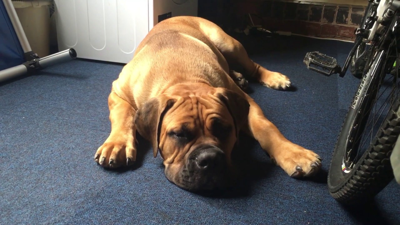 African Mastiff -Boerboel Hank The Tank 7 months old