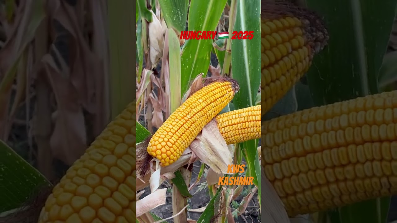 KWS Kashmir #corn Hybrid in Hungary demo field 2025 seeds-online #kws