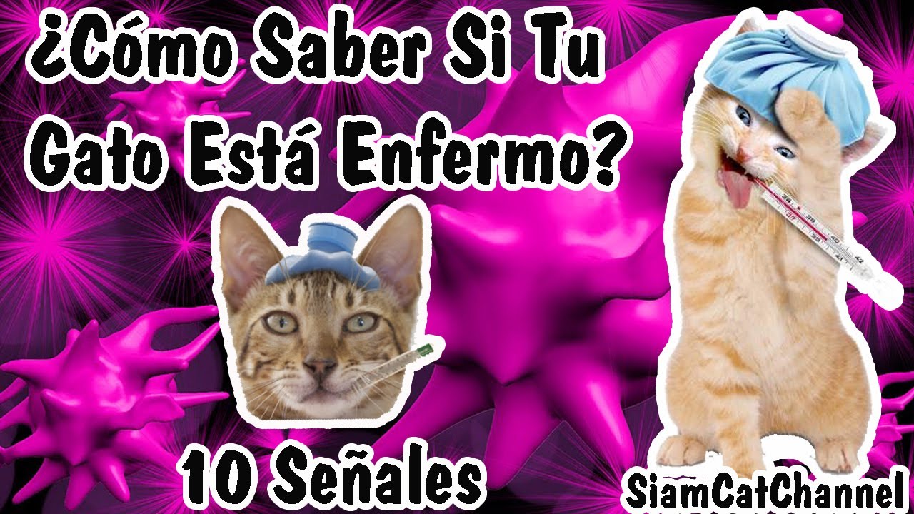 ¿Cómo Saber Si Mi Gato Está Enfermo? 10 Señales - SiamCatChannel