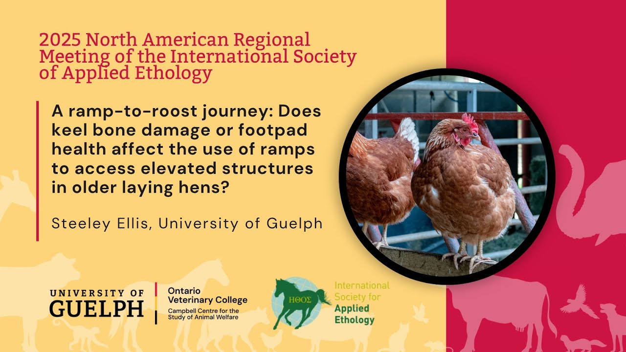 Does keel bone or foot health affect the use of ramps to access elevated structures in laying hens?