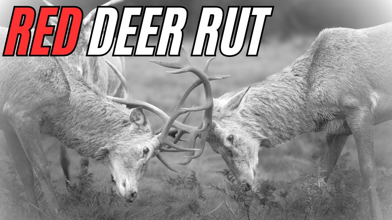 I Filmed & Photographed the Red Deer Rut!