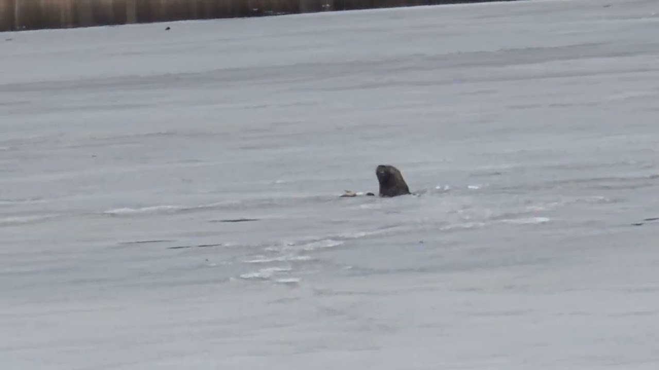 1st time ever seeing a wild otter in this pond!!! It was eating fish like a king!