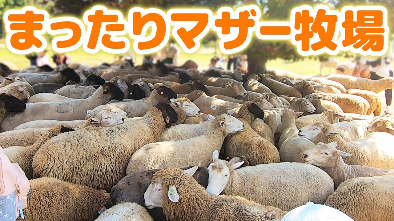 まったりマザー牧場・羊！