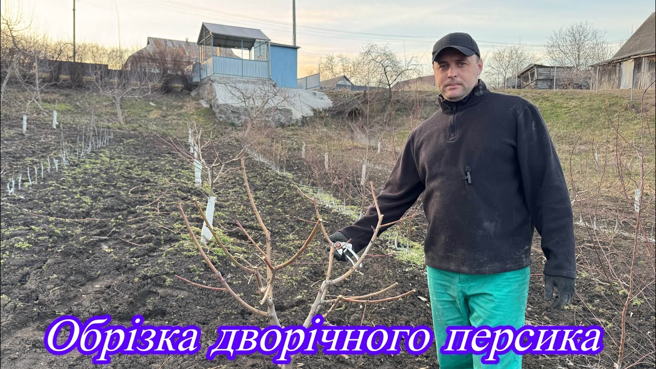 Обрізка дворічного персика