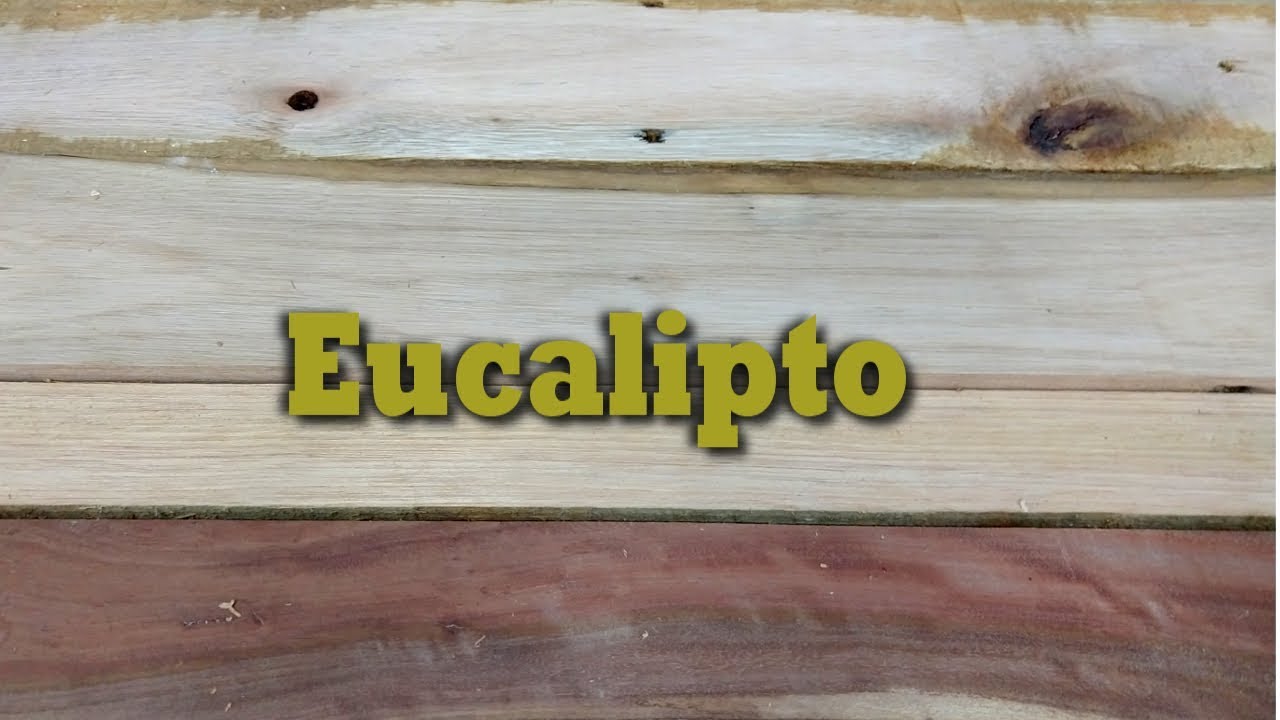 Eucalipto uma madeira para v&aacute;rios usos - Tipos de Madeiras