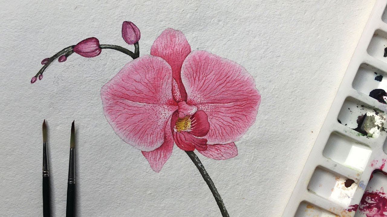 Orchid flower painting in watercolor | flower painting | watercolor
