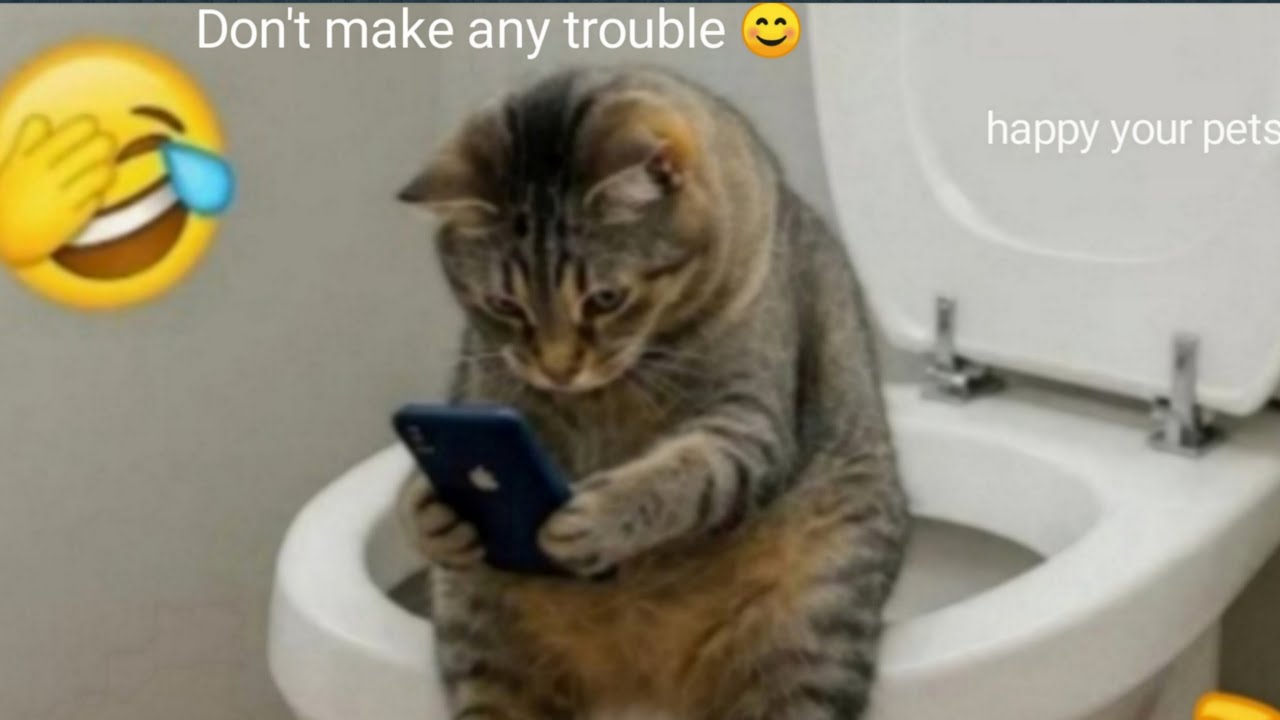 Cats & Dogs Funny Moments 😂 Best Pet Videos | Funniest CD Pets | 225