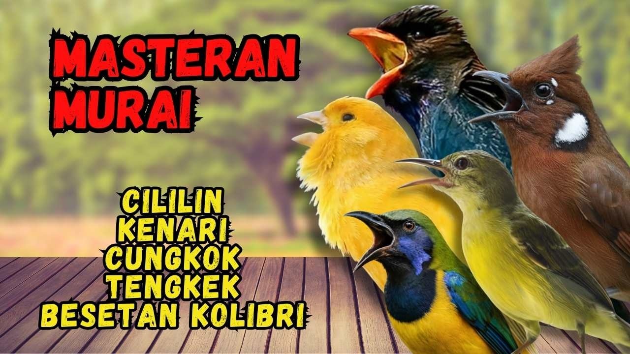 Masteran Murai Isian Cililin, Kenari, Cungkok, Tengkek, Besetan Kolibri