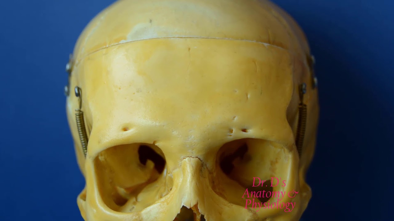 Bone - Skull - Frontal and Parietal Bones