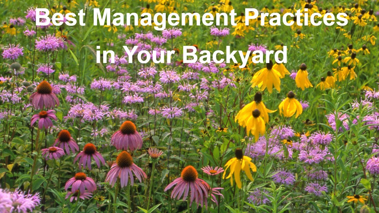 Best Management Practices in Your Backyard