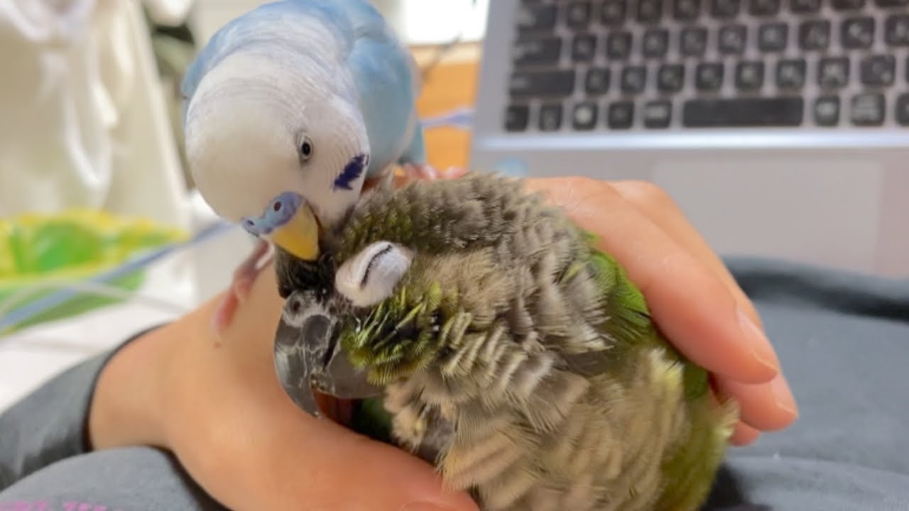 My conure refuses my preening