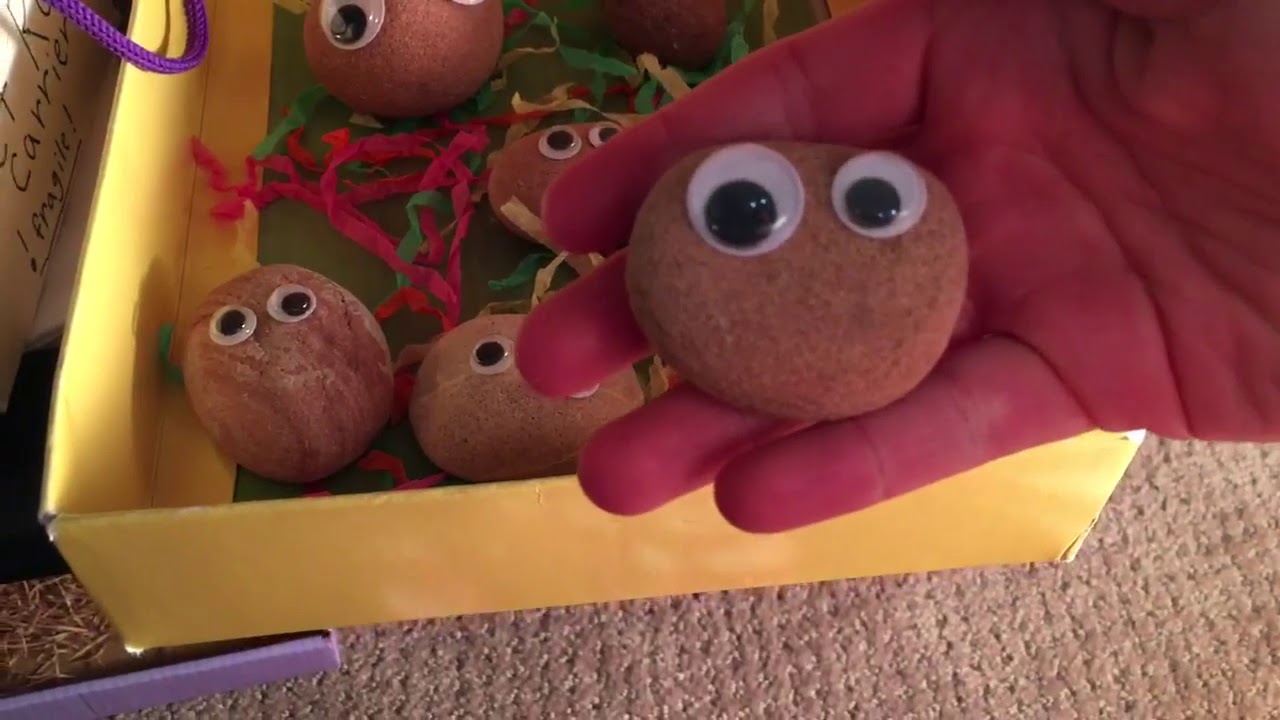 Pet Rock Adoption