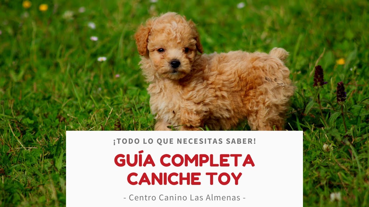 Criadero de Caniche en España, ¡conoce nuestra raza! | Centro Canino Las Almenas