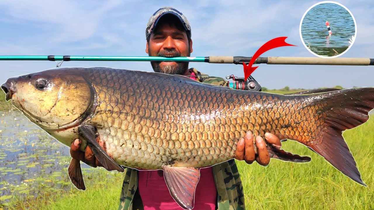 Very BIG Size😱Rohu Fishing🎣in Winter | Single hook fishing | Float fishing | Fish catching tips