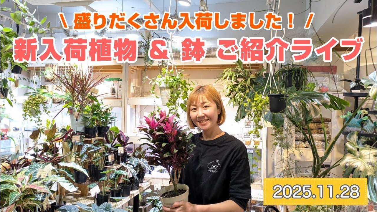 【新入荷植物＆鉢ご紹介ライブ】2025.11.28