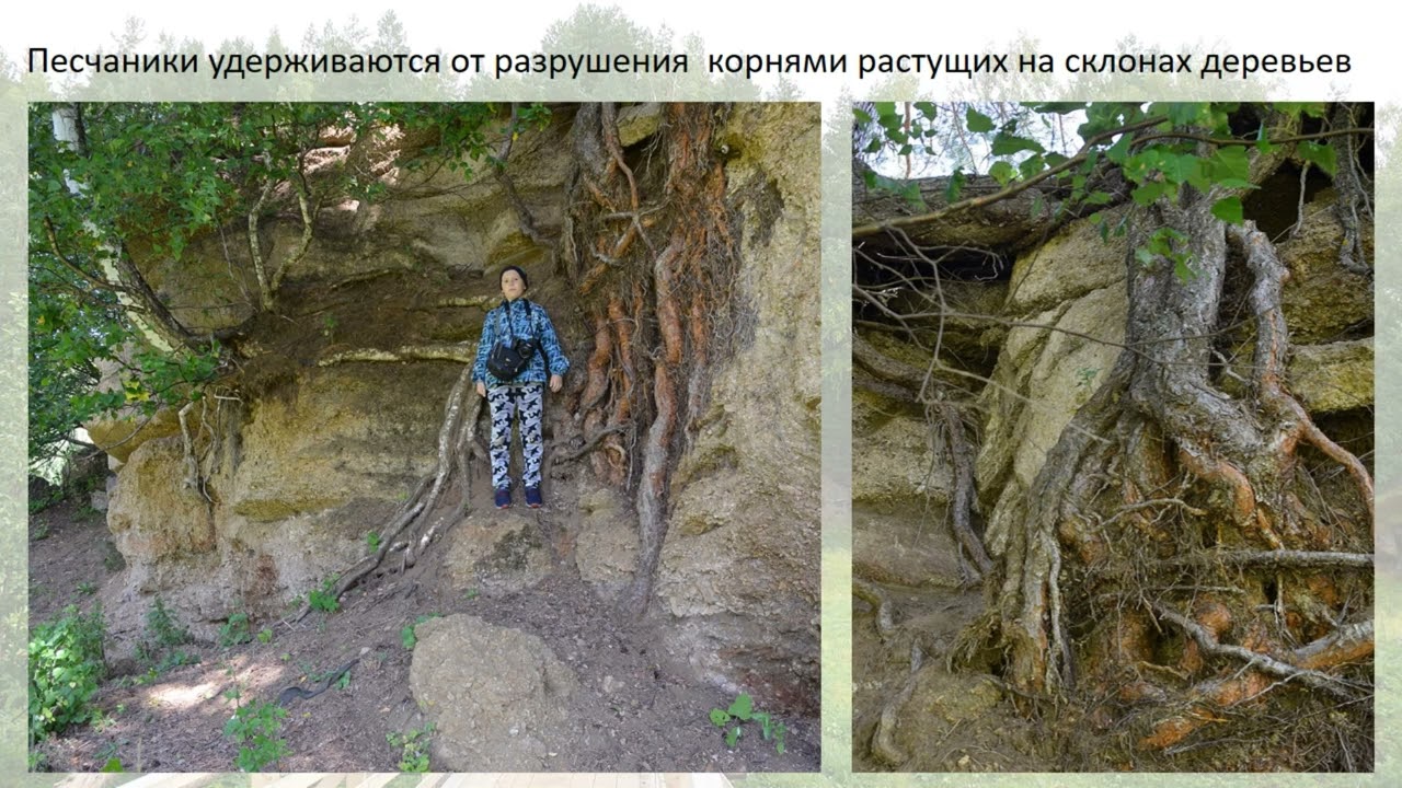 каменные грибы гусли голос