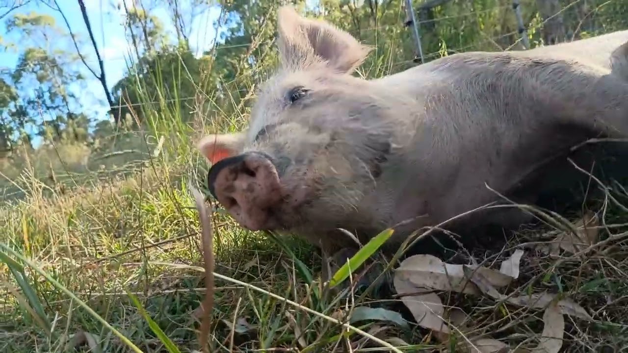 Pinky wants a scratch 