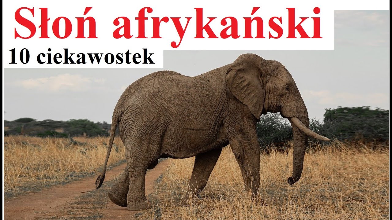 Słoń afrykański - 10 ciekawostek