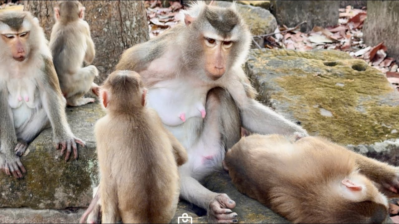 A great baby monkey surprising the world
